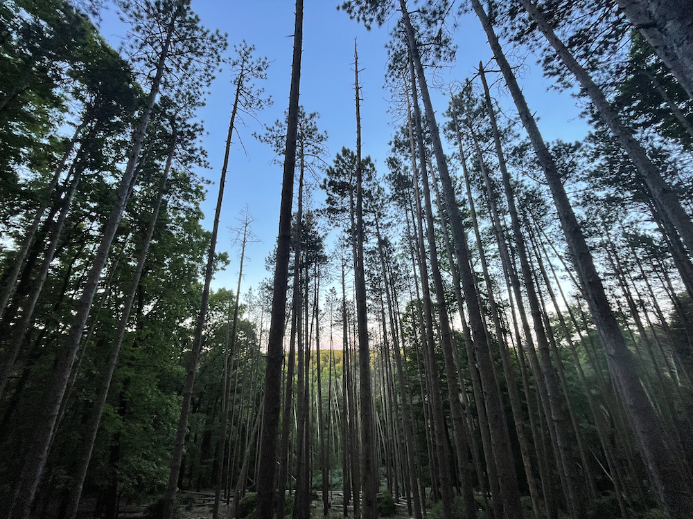 A photo of tall pines at sunrise