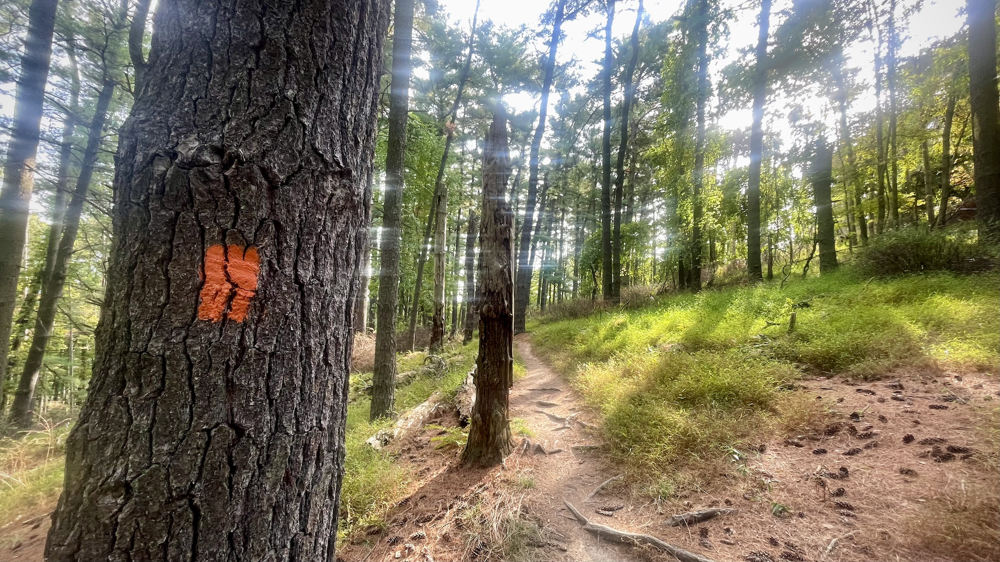 A tree with an orange blaze and trail leading into the distance.